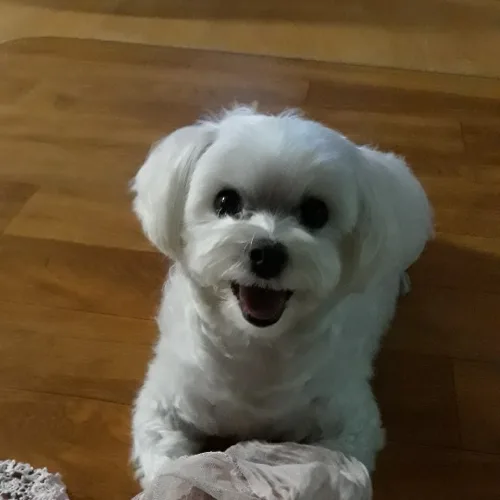 토롱토롱