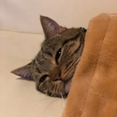고양이처럼살고싶어
