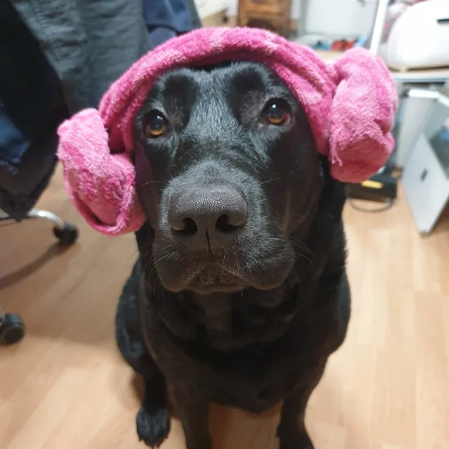 케리아빠