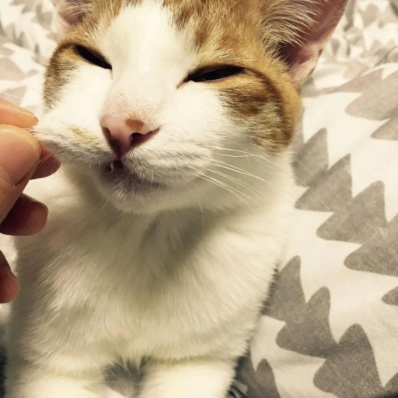 귤나무