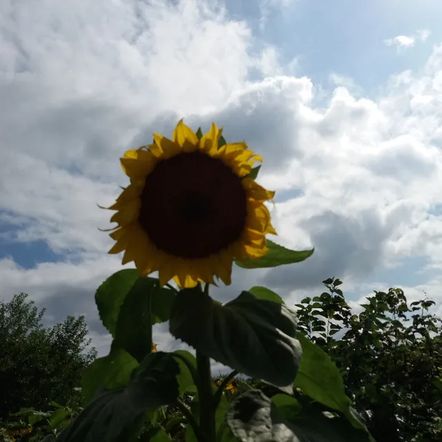 해바라기