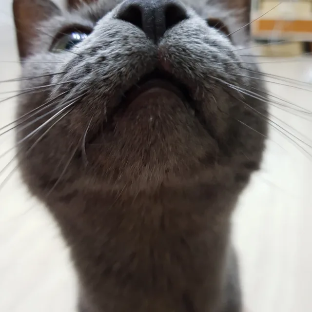 별이장군