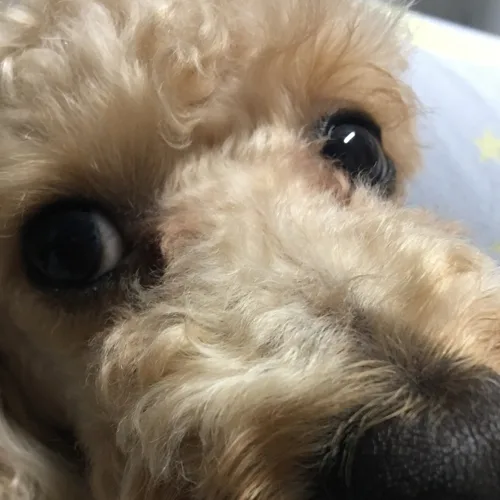 초c