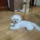 슬기로운견주생활