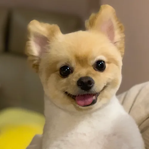 자몽몽