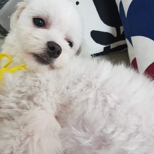 투우맘