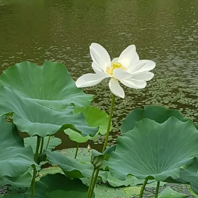 금당