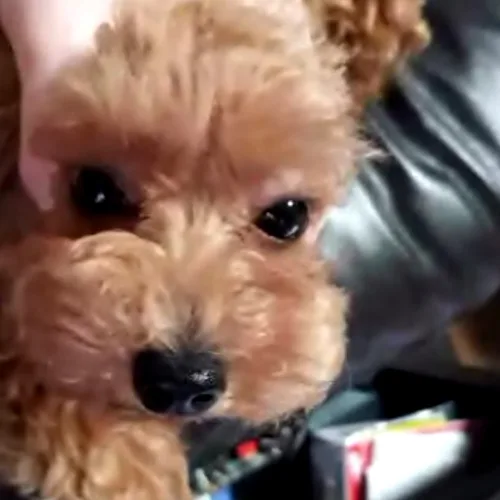 복심이
