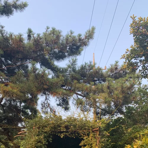 진리상회