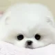 강아지
