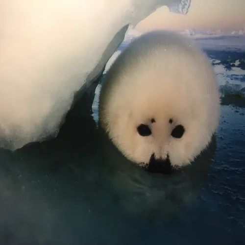 무릉도원