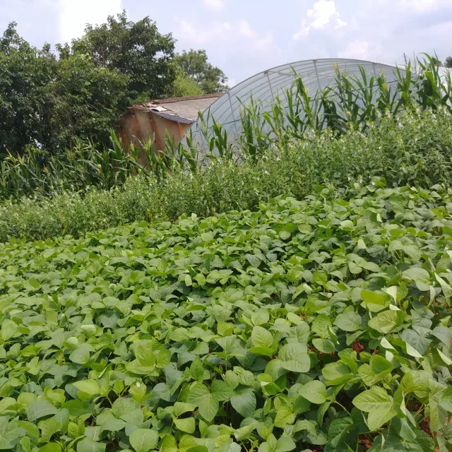 스민향기