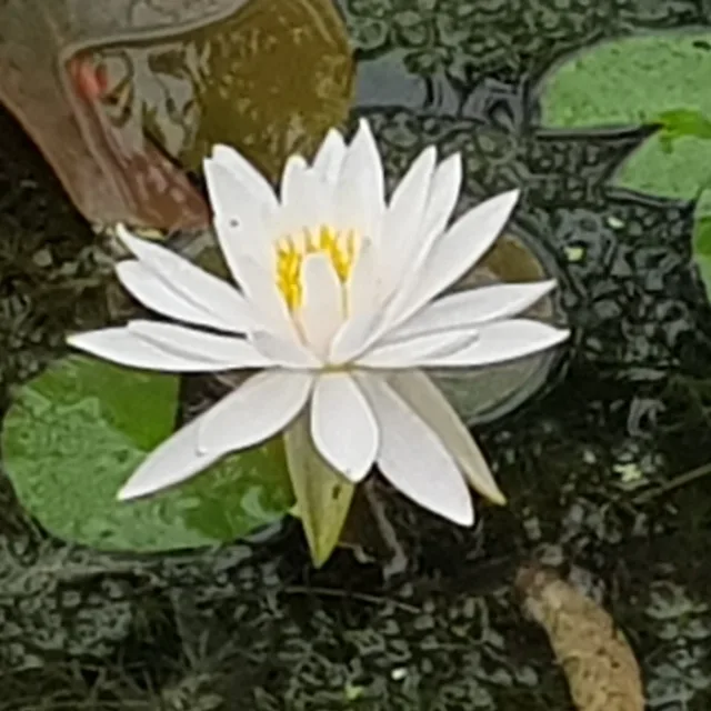 초롱롱