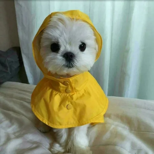 암냠냠