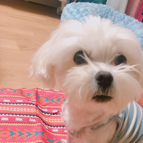 꾸르맛
