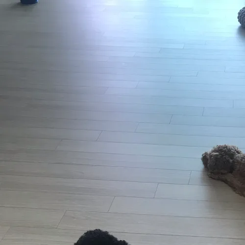 해달부부