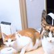 달이콤이