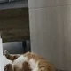 곰팽이