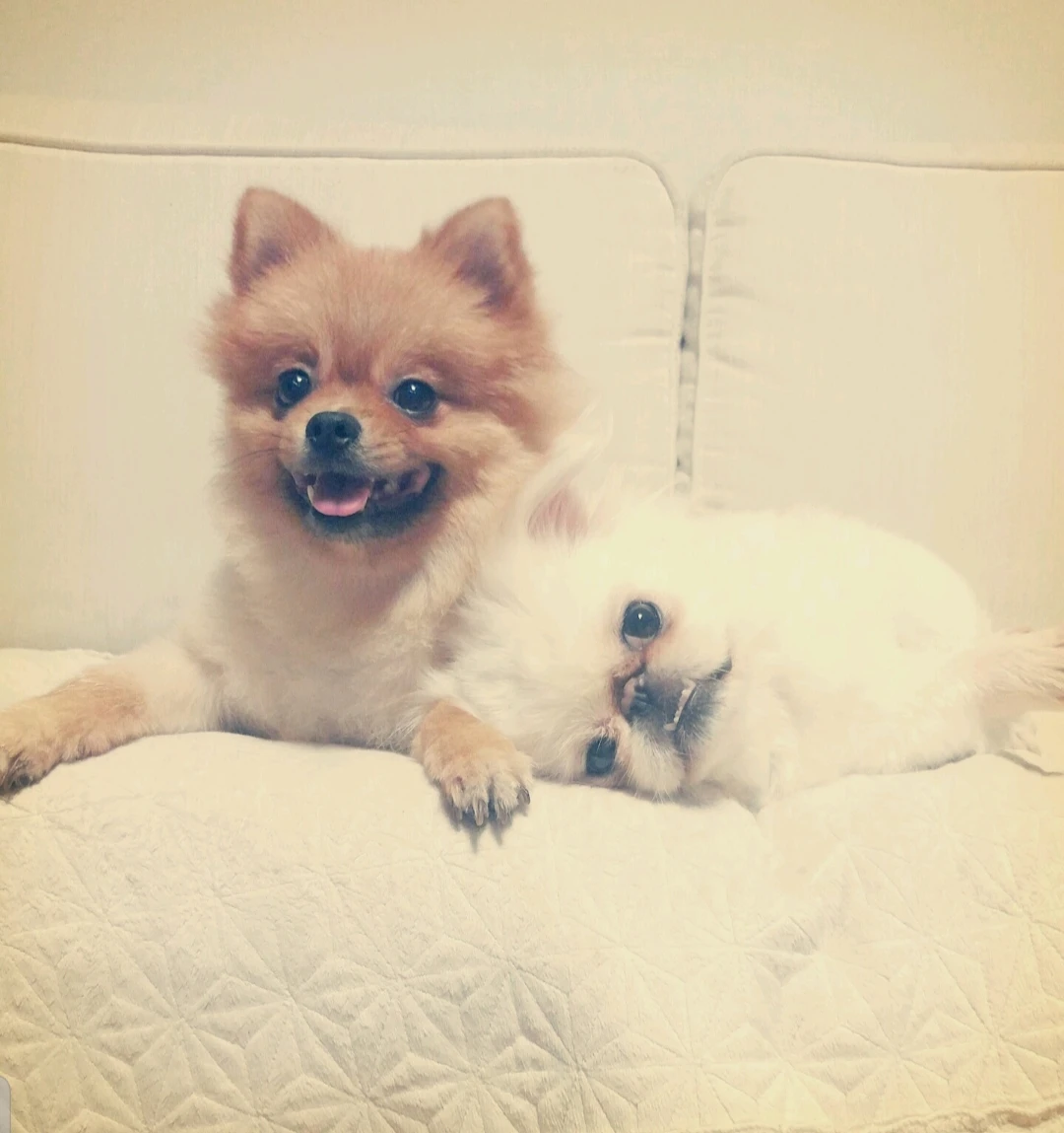 코가을