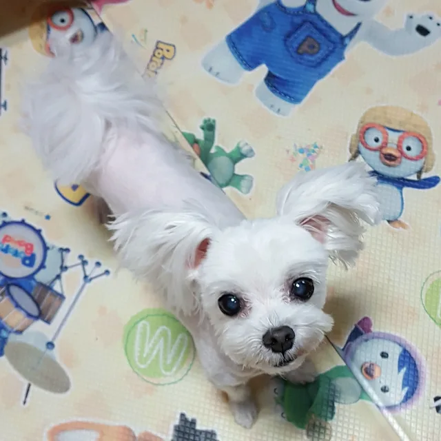 까비비