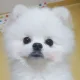 샤방궁