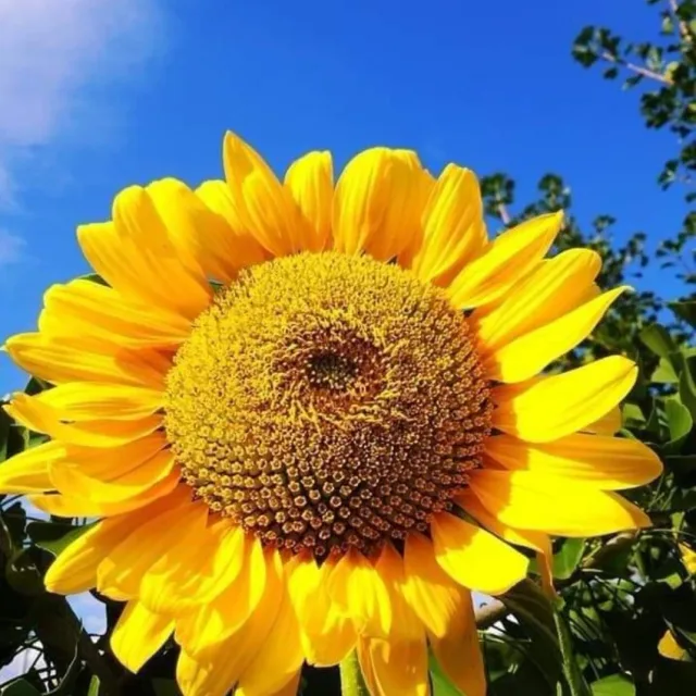 해바라기