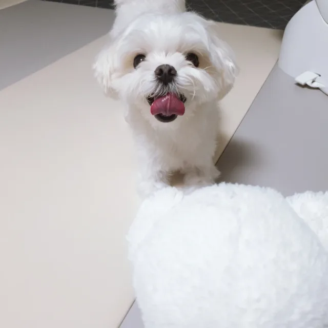 불량토깽이