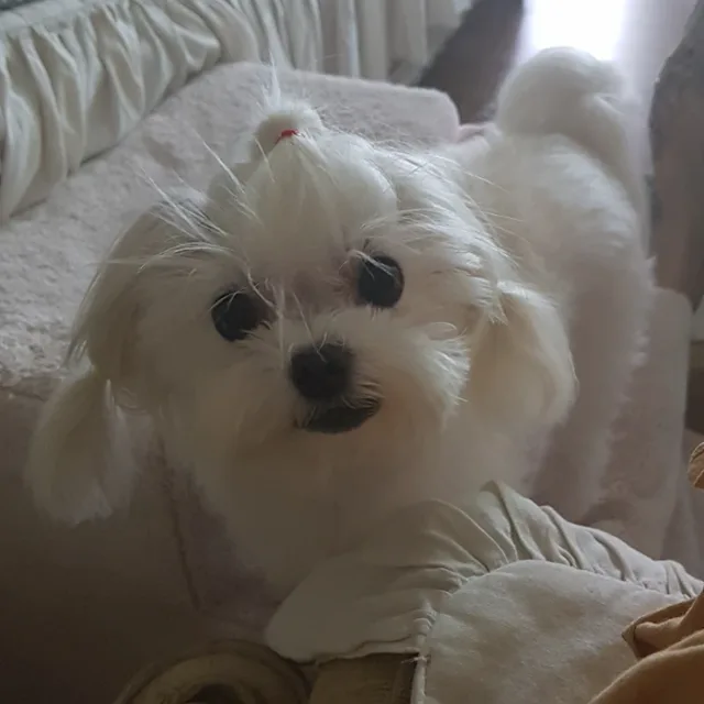 광광우럭따