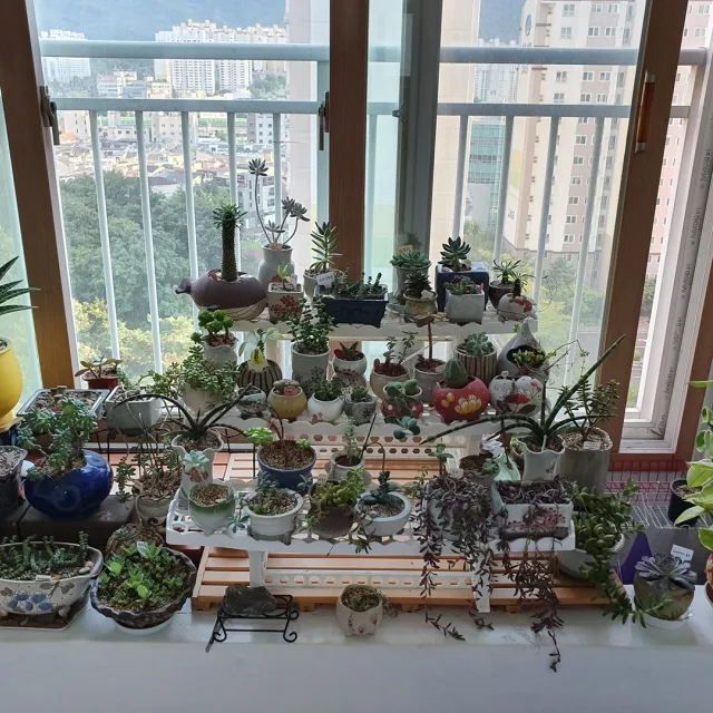 6월에진주