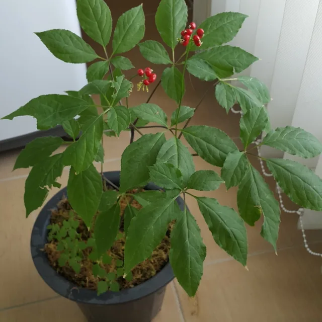 소방차