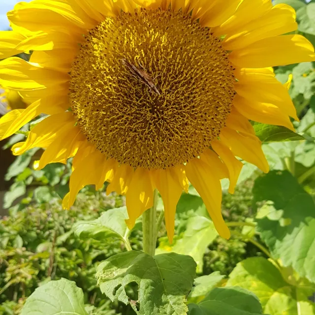 한클구름꽃