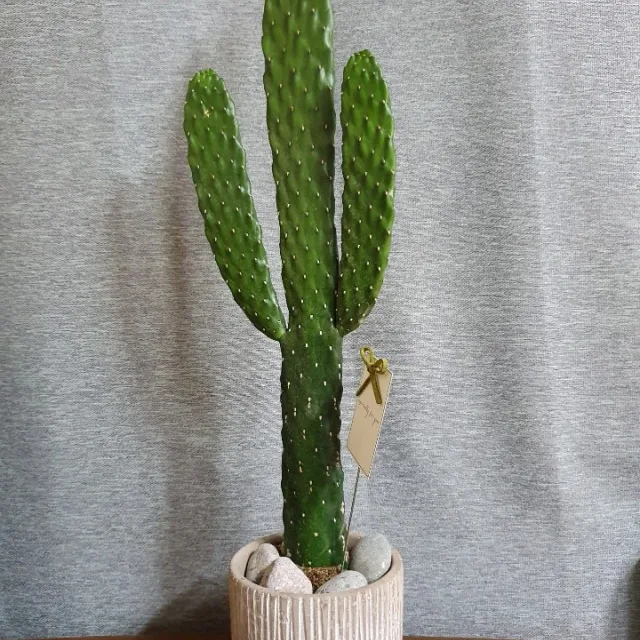 선인장