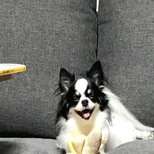 석부인