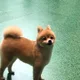 망고스틴21