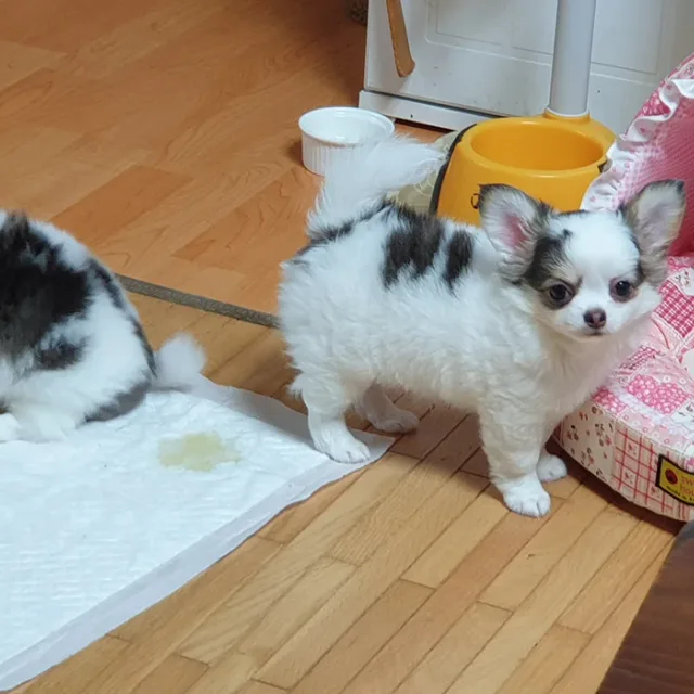 처음처럼