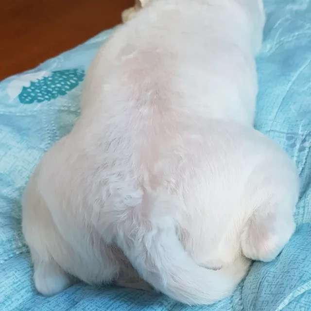 뚜두둔