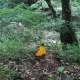 아이따삐아삐아