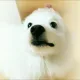 뿌꾸뿌꾸
