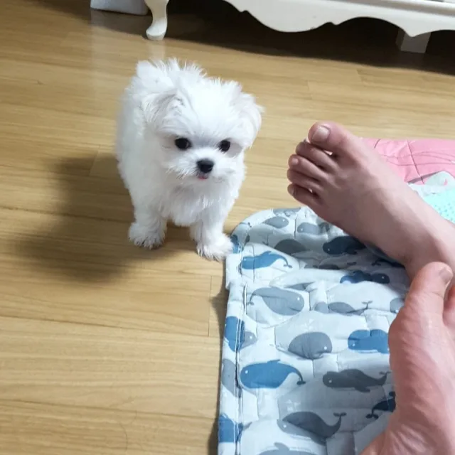 뭉이여자