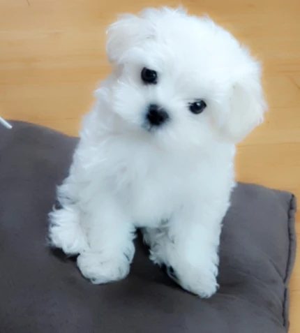 몽이맘