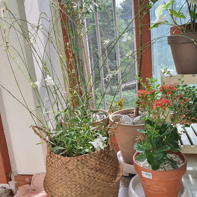 욜로