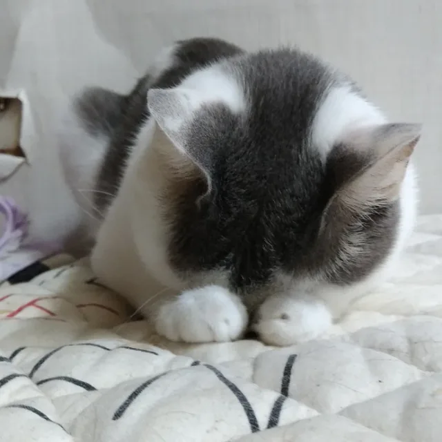 똥고양이들