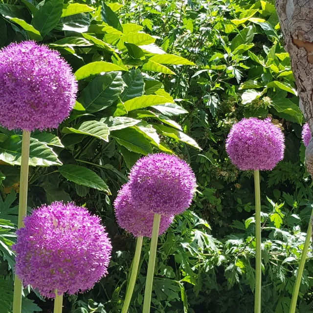 셋별