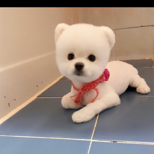 도토리맘