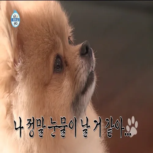 동글