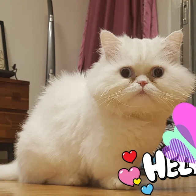 아옹짱