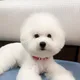 닝구