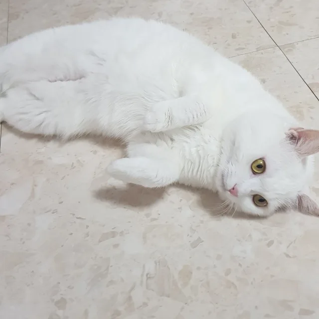 쁍쁍