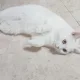 쁍쁍