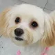 호랑